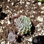 Echeveria minima List