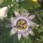 Passiflora caeruleaЦвят