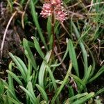 Valeriana celtica Elinympäristö