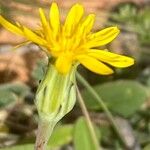 Reichardia intermedia Flower