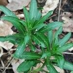 Erysimum × cheiri Frunză