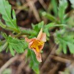 Oenothera laciniata Flor