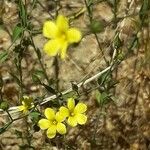 Linum trigynum Leaf