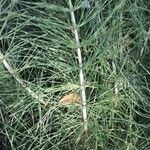 Equisetum telmateia 葉