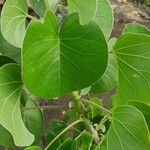 Ipomoea spathulata Leaf