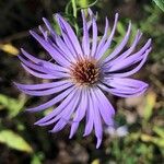 Symphyotrichum oblongifolium Flower