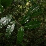 Brunfelsia guianensis Folha
