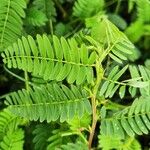 Chamaecrista fallacina Leaf