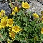 Geum reptans Habit