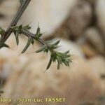 Salsola australis autre