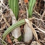 Eulophia petersii ᱪᱷᱟᱹᱞᱤ