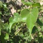 Sterculia africana Blatt