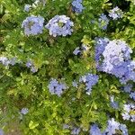 Plumbago auriculataΛουλούδι