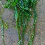 Zostera marina Folha
