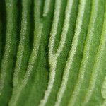 Coniogramme africana Hoja