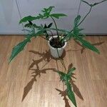 Philodendron longilobatum Ліст