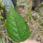 Melochia nodiflora Hoja