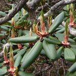 Rhododendron lacteum List