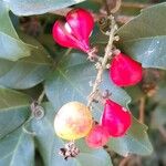 Paullinia elegans Fruit