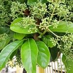 Viburnum odoratissimum Leaf