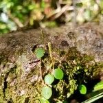 Peperomia tenuicaulis