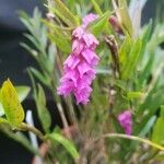 Isochilus carnosiflorus Flor