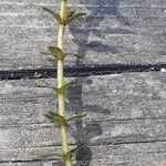 Elodea canadensis List