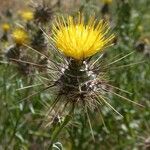 Centaurea sulphurea Flor