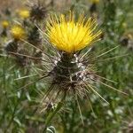 Centaurea sulphurea Blüte