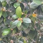 Ficus rubiginosa Φρούτο