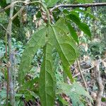 Gurania makoyana Hoja