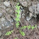 Galium scabrum Habit