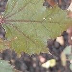 Hibiscus sabdariffa Blad