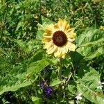 Helianthus giganteus Hábito