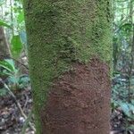 Xylopia excellens പുറംതൊലി