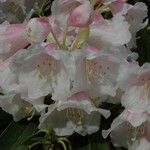 Rhododendron morii Blüte