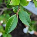 Camellia lutchuensis Лист