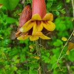 Bignonia capreolata Blomma