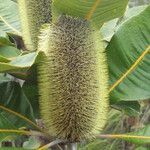 Banksia robur फूल