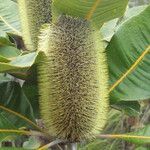 Banksia robur