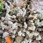Alyssum wulfenianum Hoja