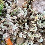 Alyssum wulfenianum Leaf