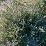 Polygonum maritimum Habitatea