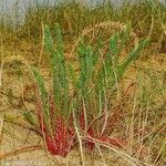 Euphorbia paralias Habitat