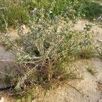 Nitraria retusa موطن