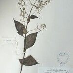 Isodon lophanthoides その他の提案