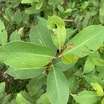 Syzygium guineense Folha