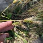 Hordeum marinum फूल