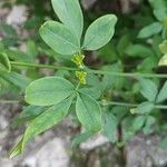 Jasminum mesnyi Leaf