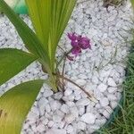 Spathoglottis unguiculata Flower